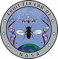 USA Fruit Flies