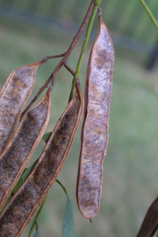 Fall_Robinia pseudoacacia _Black Locust