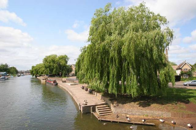Summer _Salix alba_White Willow