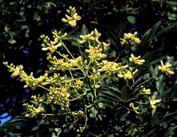 Summer_Sophora japonica_Japanese Pagodatree