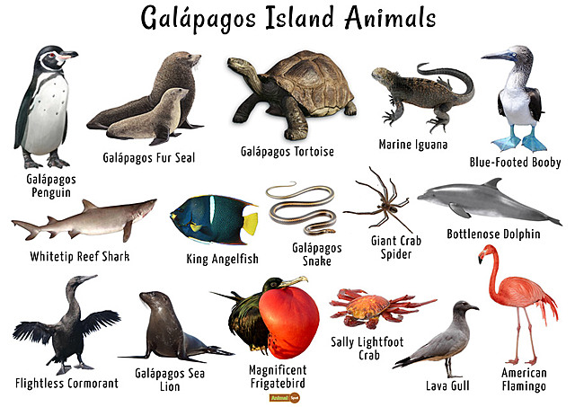 Glorious Galapagos