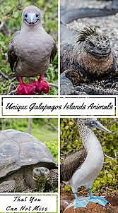 adventures within the Galapagos