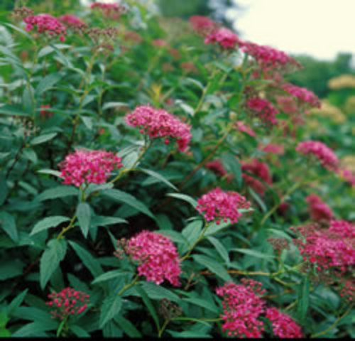 Summer_Spiraea x bumalda_Bumald Spirea