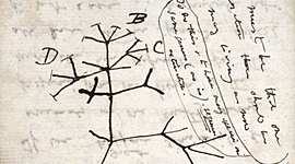 Timeline: Fijistas y Evolucionistas