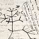 Arbol de la vida darwin[1]
