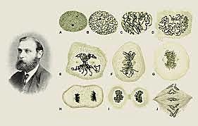 W. Flemming descrive la mitosi