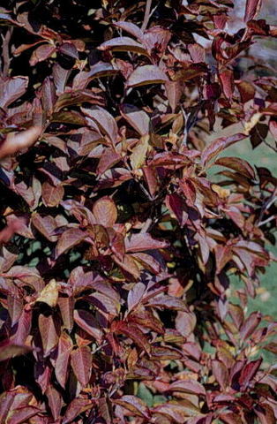 Fall_Stewartia pseudocamellia_Japanese Stewartia