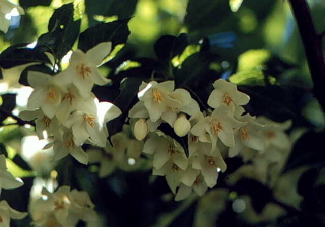 Spring_Styrax japonicus_Japanese Snowbell