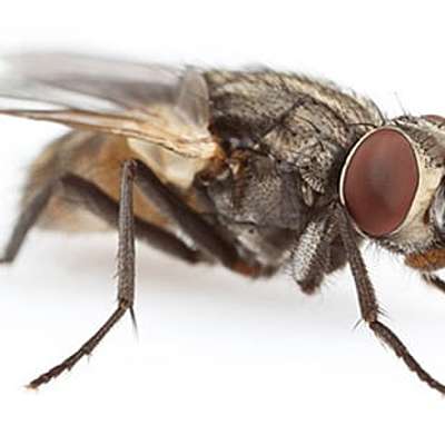 Timeline: GENERACIÓN ESPONTÁNEA Y LA BIOGÉNESIS