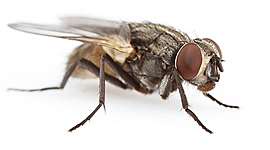 Timeline: GENERACIÓN ESPONTÁNEA Y LA BIOGÉNESIS