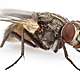 House fly