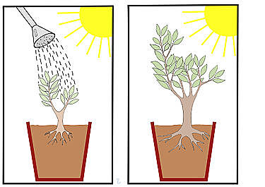 Van Helmont (Generación espontánea).