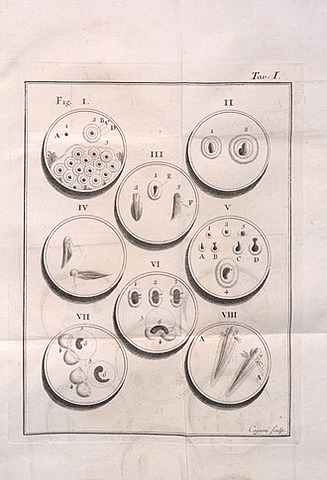 Lazaro Spallanzani (Rechazó la Generación espontánea).