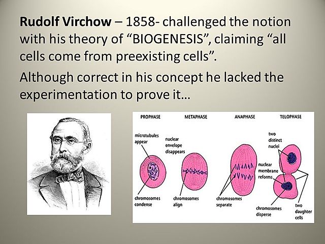 Rodolf Virchow (Omnis cellula e cellula)
