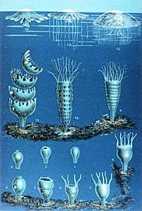 Matthias Jakob Schleiden ( Formuló la teoría celular).