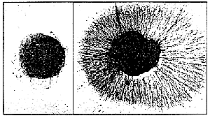 Rita Levi-Montalcini scopre il NGF