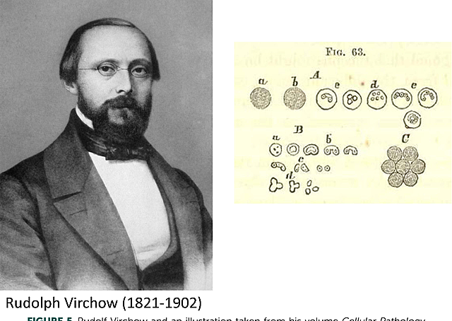 R. Virchow afferma che ogni cellula deriva da una cellula preesistente