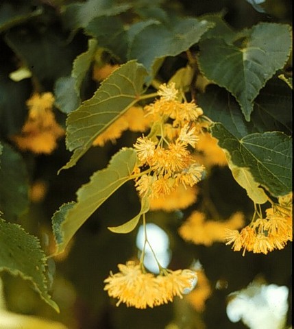 Summer_Tilia cordata_Littleleaf Linden