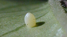 Timeline: Timeline of the monarch butterfly