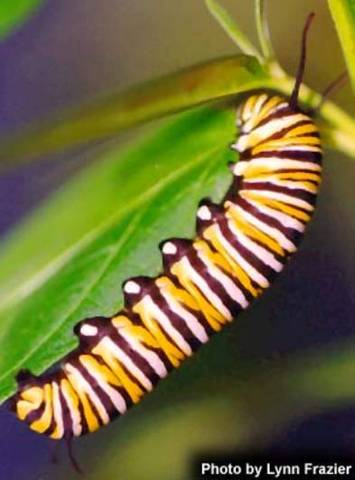 Eggs hatch into larvae (caterpillars)
