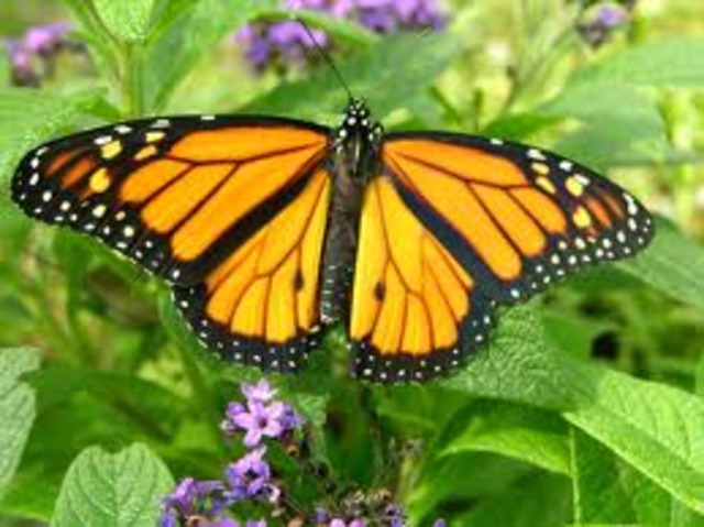 The Butterfly comes out of the Chrysalis!