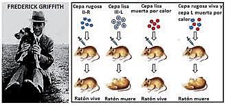 F. Griffith scopre l'esistenza del fattore trasformante in batteri virulenti Streptococcus pneumoniae uccisi dal calore