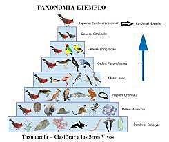 Taxonomía Linneana