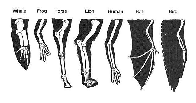 La Teoría de las transformaciones infinitas(Evolución y degeneración)