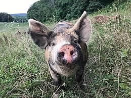 Randle McCoy accuses Floyd Hatfield of Stealing his Hog