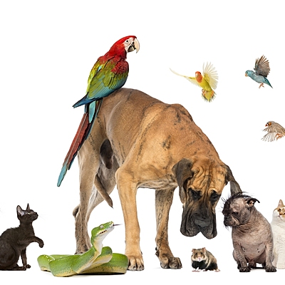 Timeline: EL REINO ANIMAL