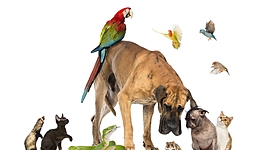 Timeline: EL REINO ANIMAL