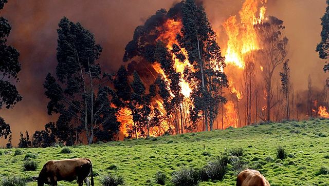 Incendios en la Sierra de Gata.