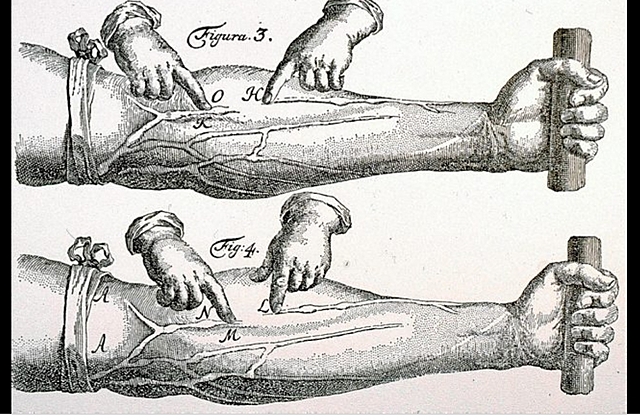 Circulació sanguínia (Harvey)