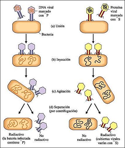 Alfred Hersey eta Martha Chase