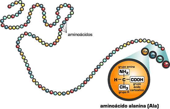 Gene batek kate polipeptidiko bat kodeatzen du.