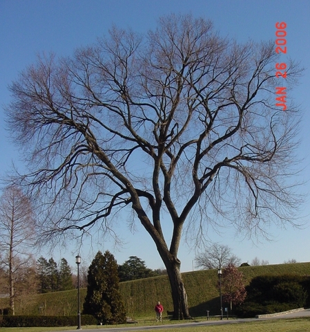 Winter_Ulmus americana _American Elm