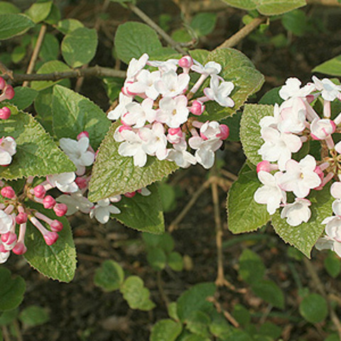 Spring_viburnum carlesii_Korean Spice Viburnum