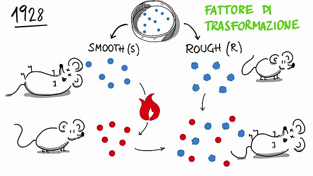 DNAren funtzio biologikoa