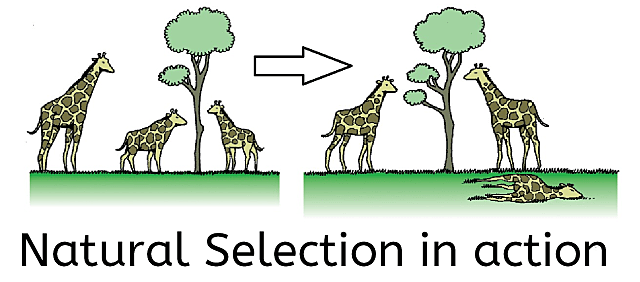 Natural Selection