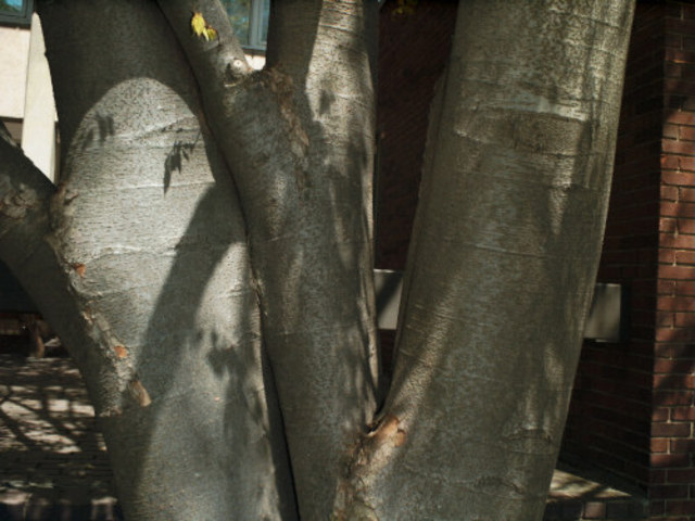 Winter_Zelkova serrata_ Japanese Zelkova