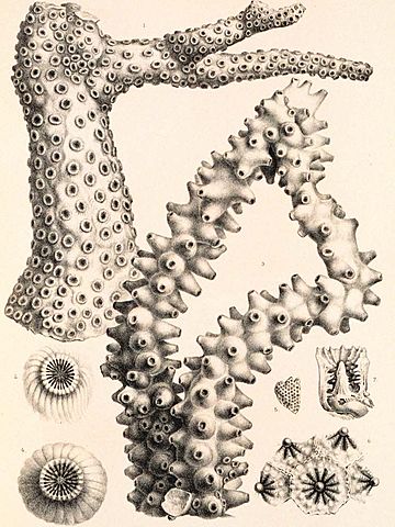 Early Marine Survey of the Americas