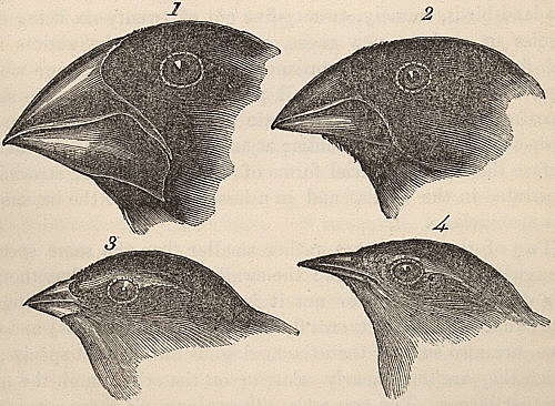 Origen de las especies