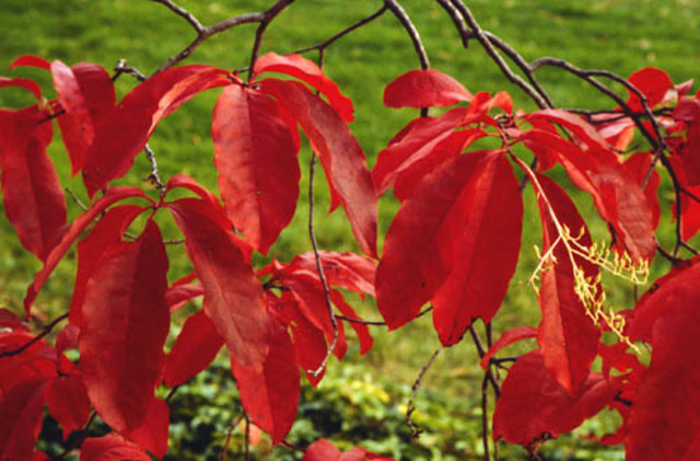 Fall_Oxydendrum arboreum_Sourwood