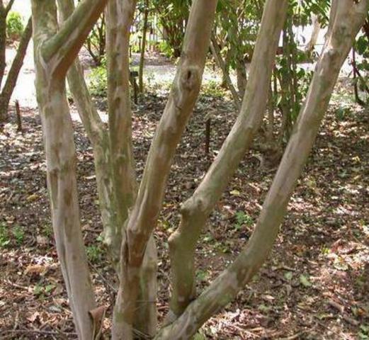 Winter_Lagerstroemia x fauriei_Japanese Crepe Myrtle,