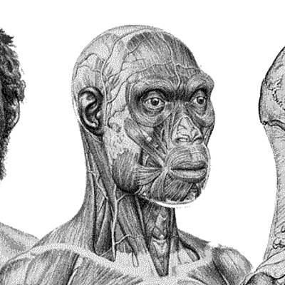 Timeline: Arbre cronològic dels homínids