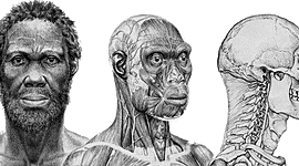 Timeline: Arbre cronològic dels homínids