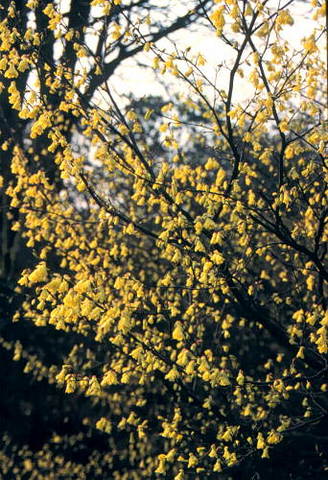 Winter_Corylopsis pauciflora_Buttercup Winterhazel