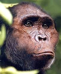 Australopithecus Garhi