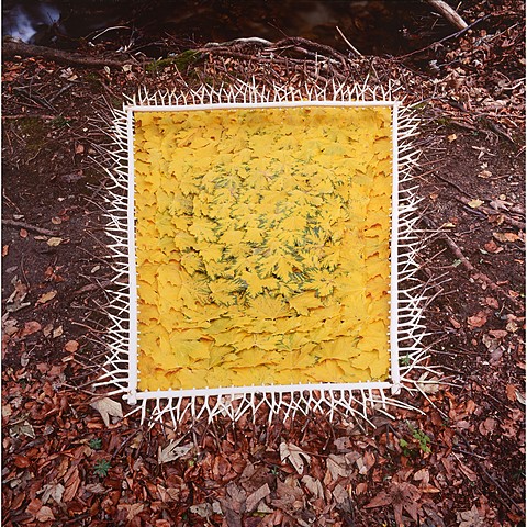 Prof: créer avec des matériaux qui n'ont rien d'artistique / Nils Udo: "Tableau d'automne" (Feuilles d'érable sycomore, branches de noisetier écorcées, Allemagne, tirage photo 150 x 150 cm, Land Art)