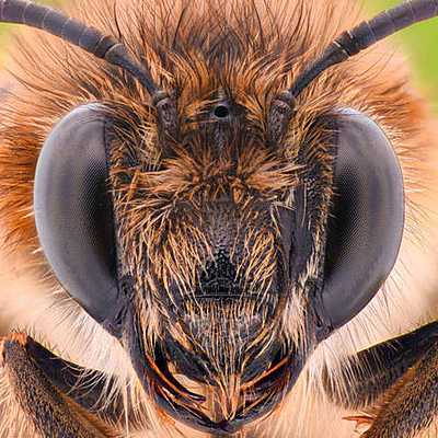Timeline: Eje cronológico abejas